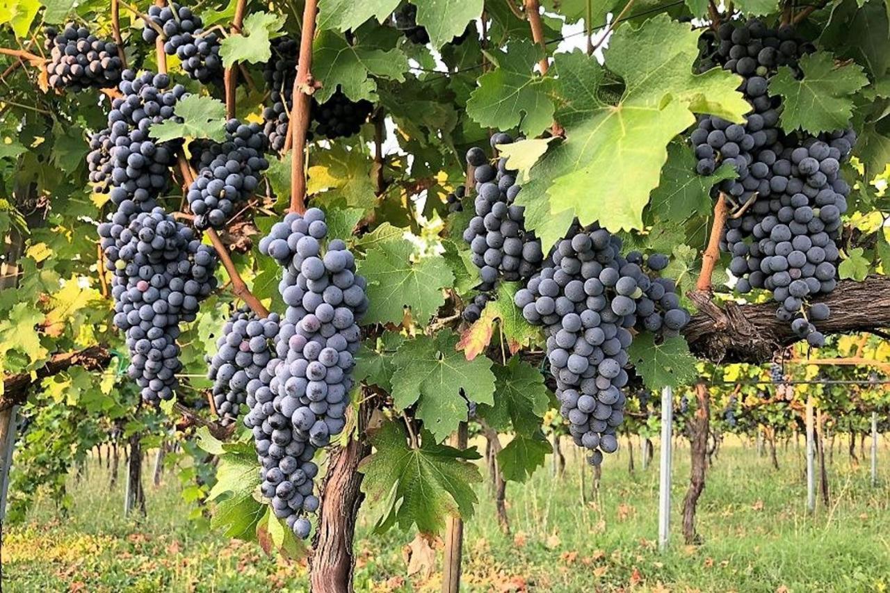 Agriturismo Podere Prasiano Marano sul Panaro Eksteriør bilde